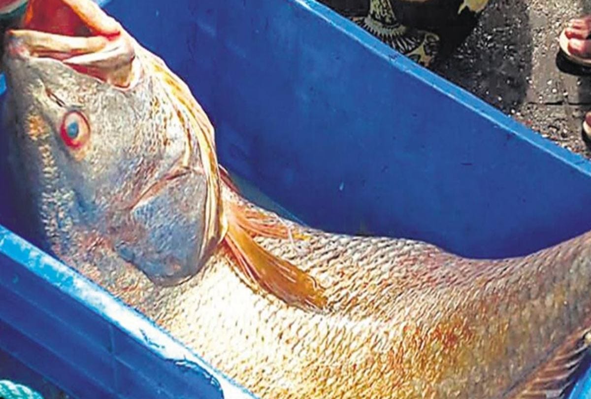 Ghol Fish Sold In  5.5 lakh Rupees At Palghar In Maharashtra