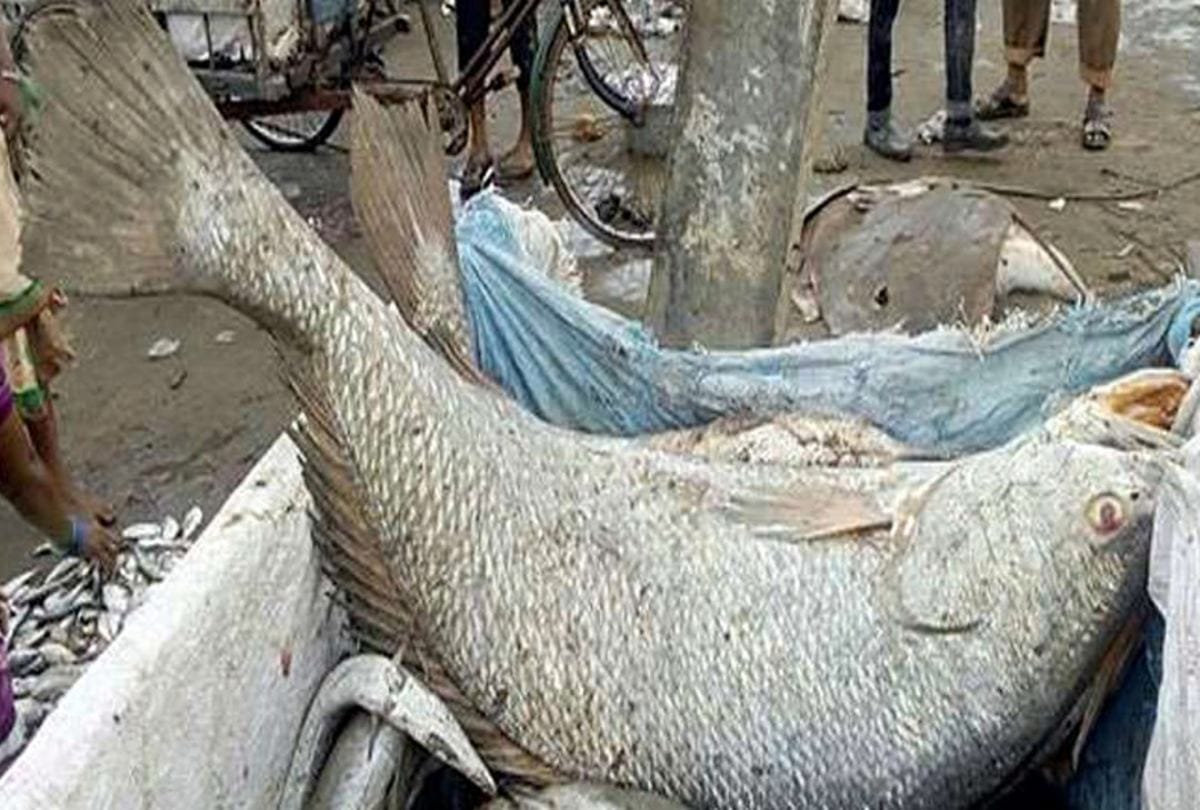 Ghol Fish Sold In  5.5 lakh Rupees At Palghar In Maharashtra