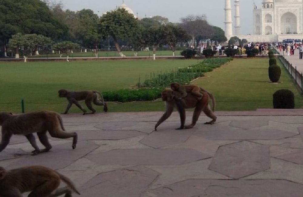 Monkeys attack again on tourists in Taj Mahal