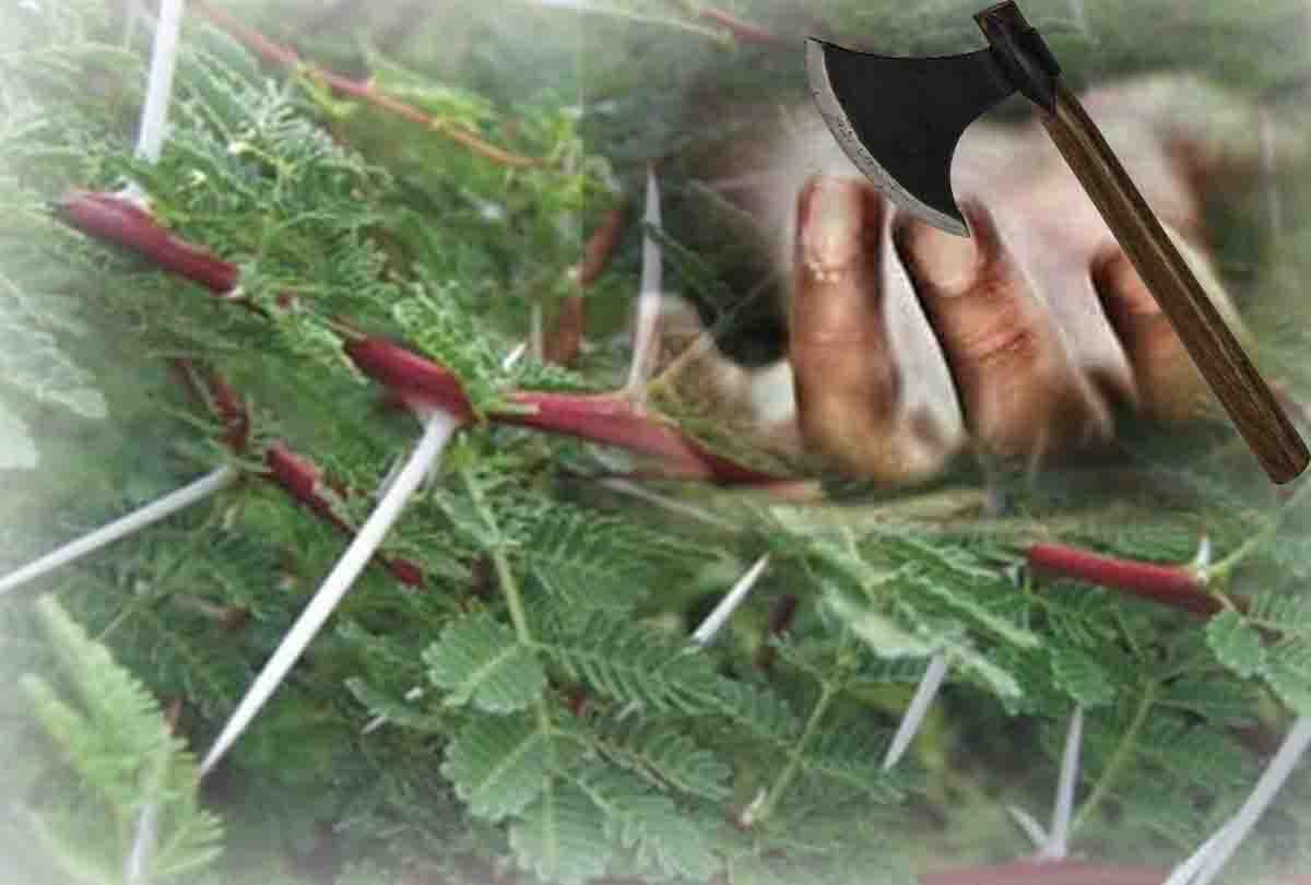 nephew murdered uncle in dispute of tree
