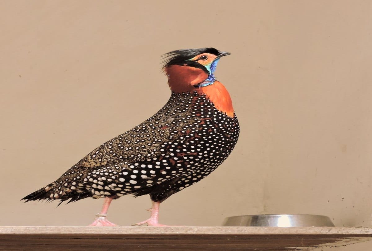 western tragopan gave birth to nine chicks at sarahan rampur