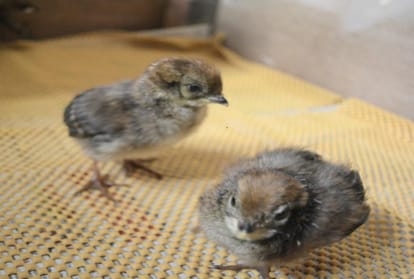 western tragopan gave birth to nine chicks at sarahan rampur
