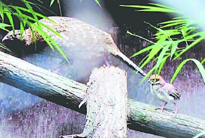 western tragopan gave birth to nine chicks at sarahan rampur