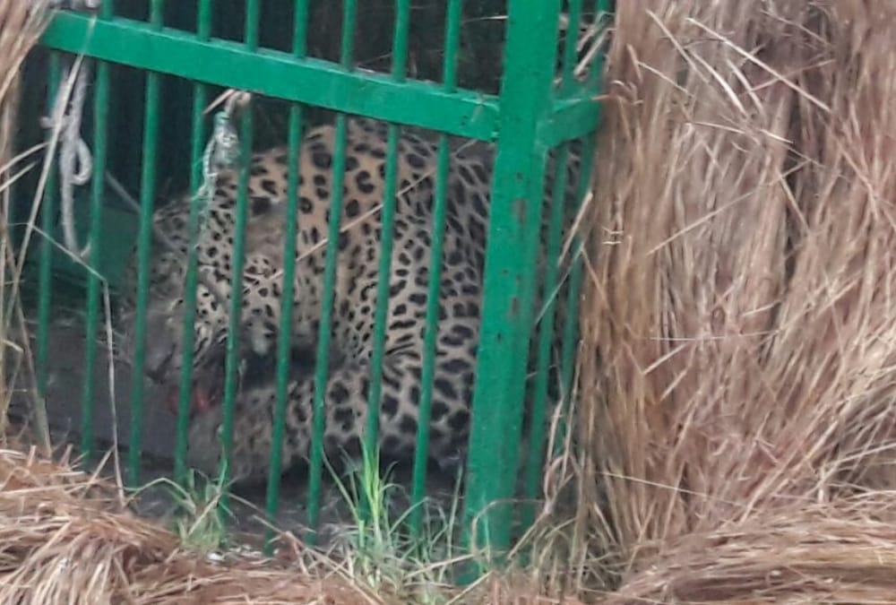 leopard get caught in bahraich.