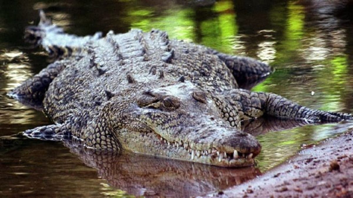 Know these secrets related to the crocodile