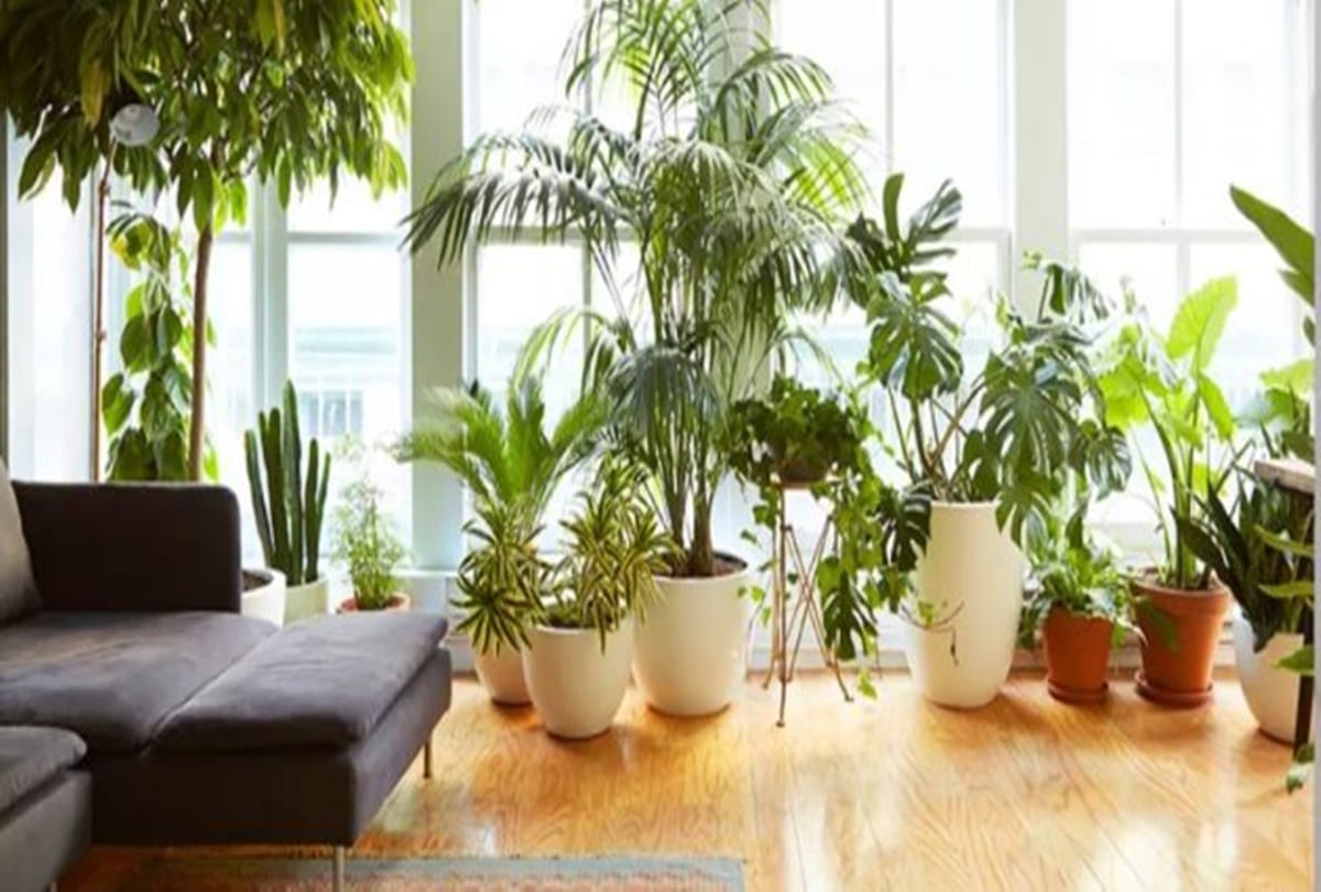 vastu tips keep these plants in your home get money and prosperity