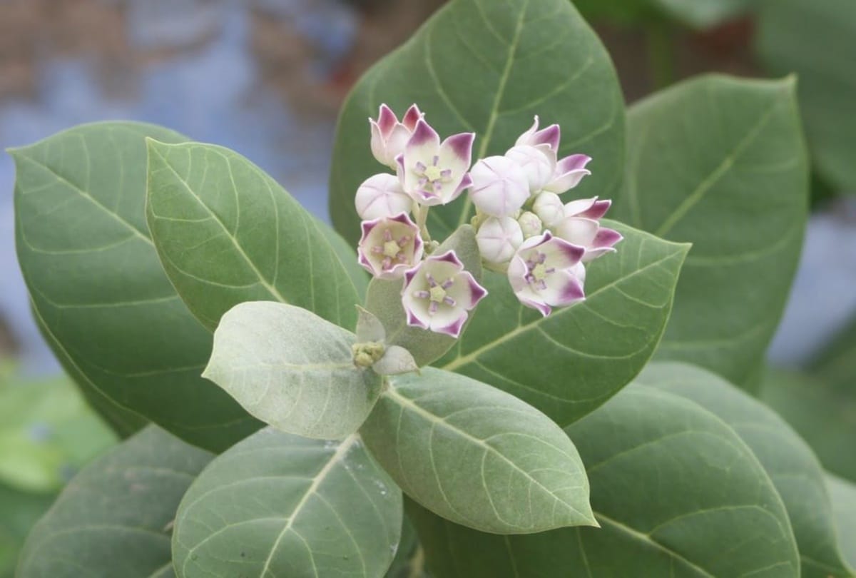 vastu tips keep these plants in your home get money and prosperity