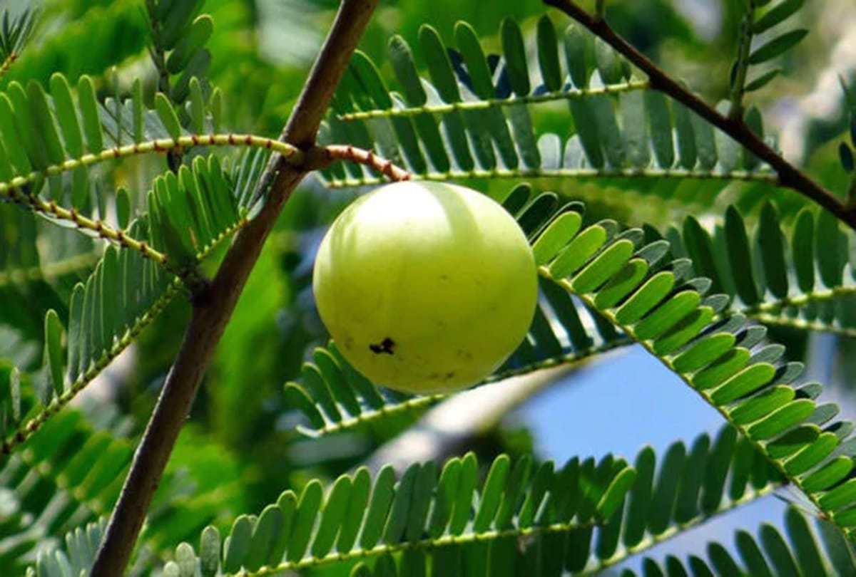 vastu tips keep these plants in your home get money and prosperity