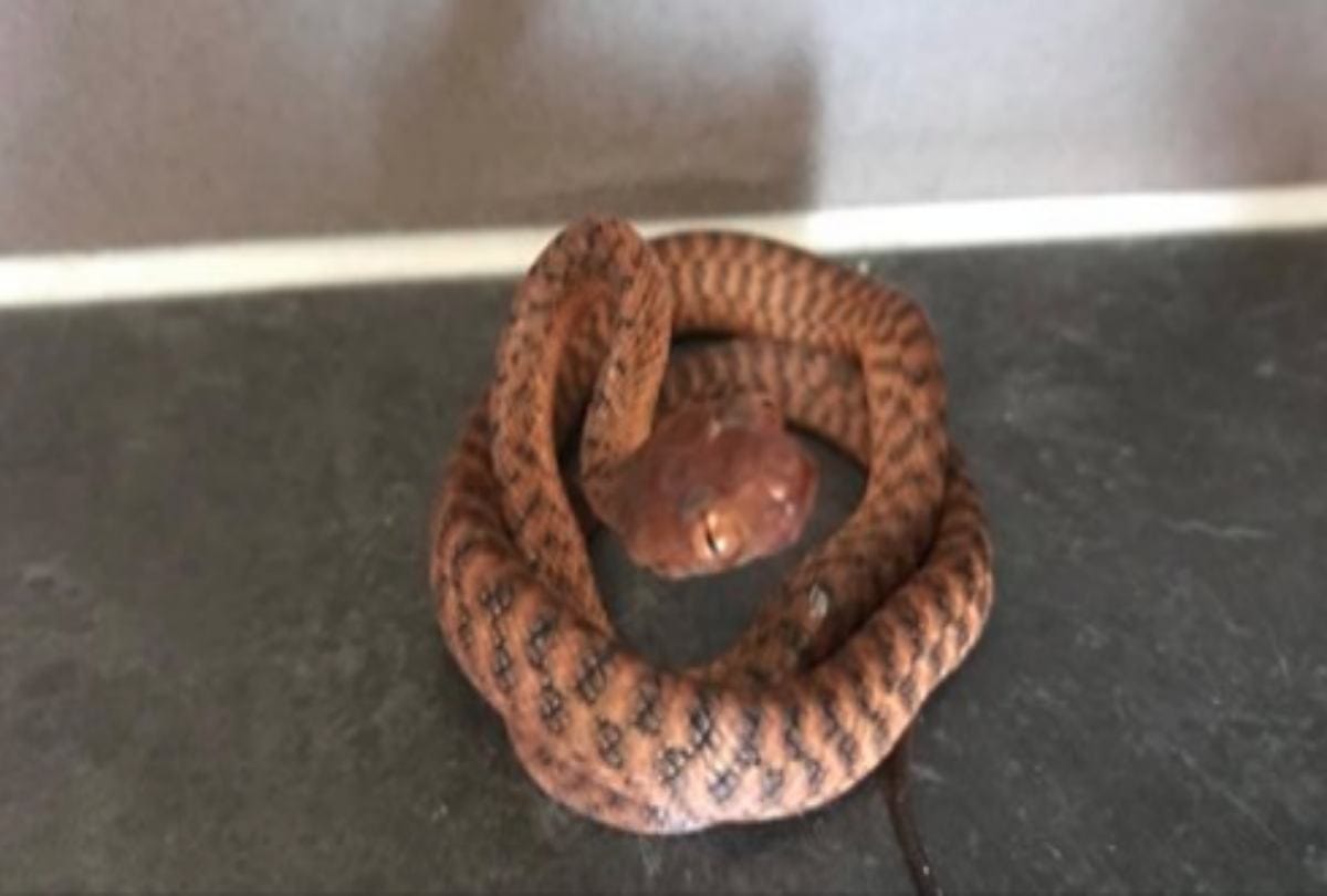 Can You Spot The Snake In This Picture