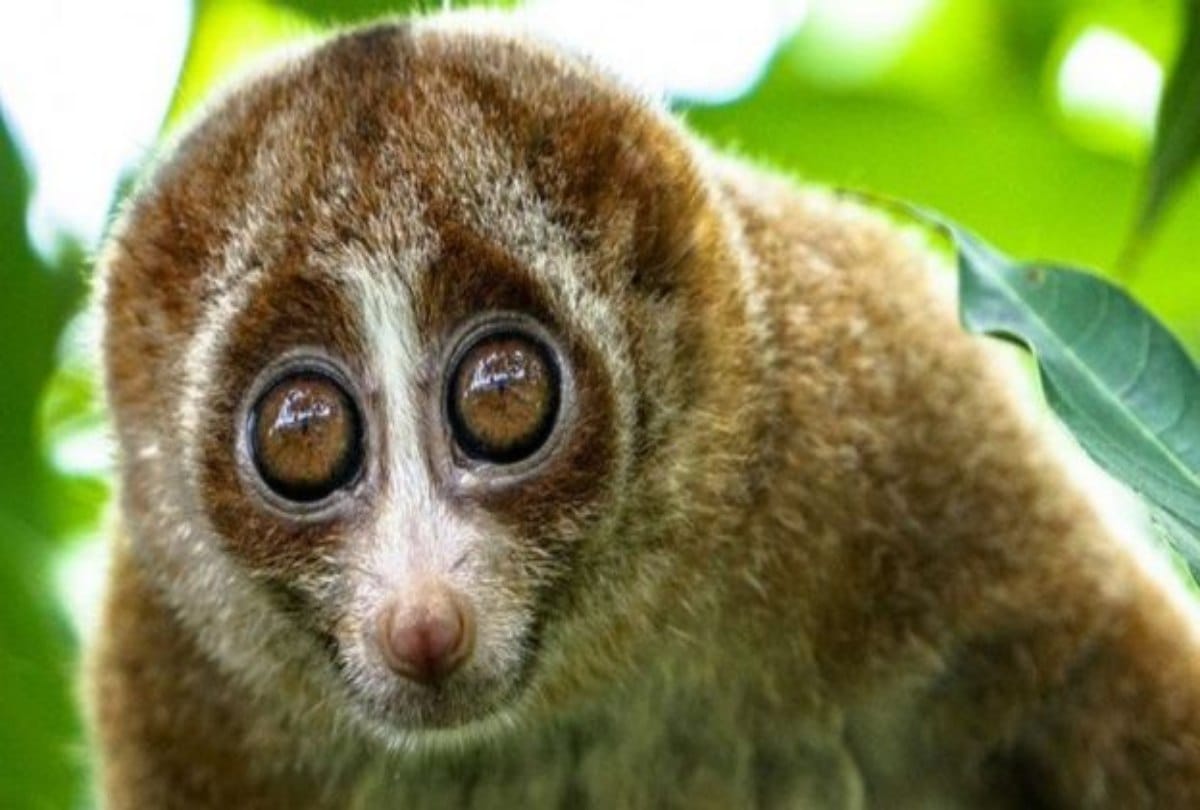 Know How Your Internet risky for Wildlife