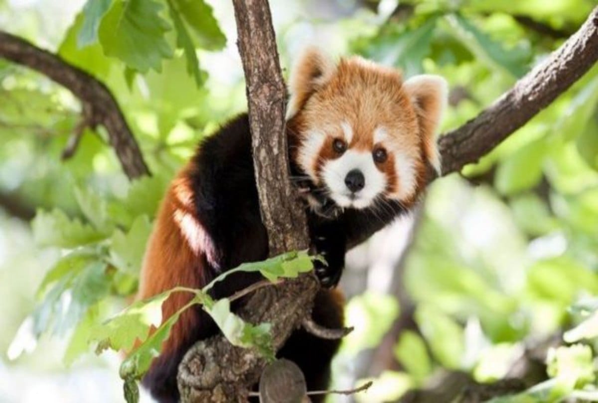 Know How Your Internet risky for Wildlife