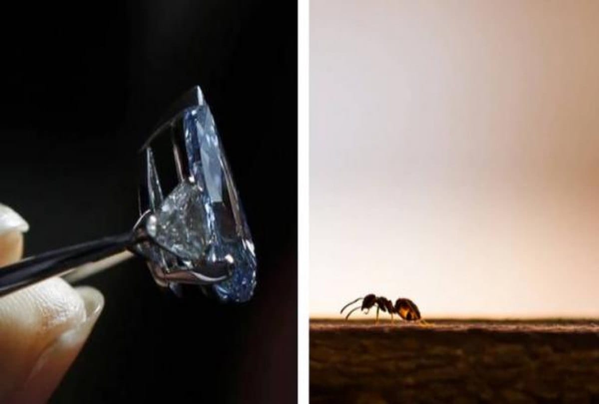 The worlds richest ant stole Diamond