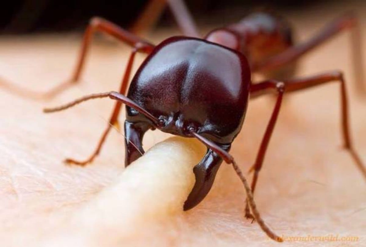 The worlds richest ant stole Diamond