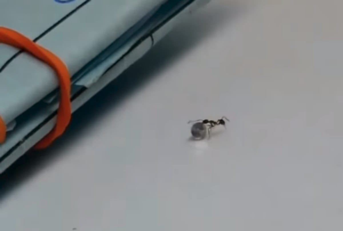 The worlds richest ant stole Diamond