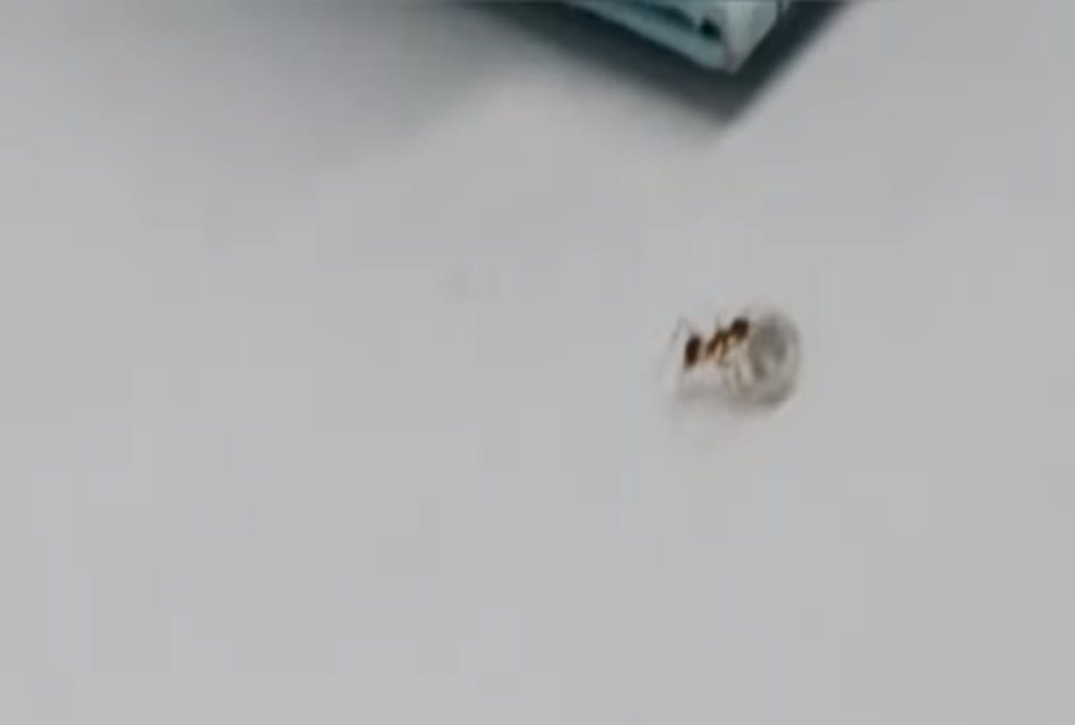 The worlds richest ant stole Diamond