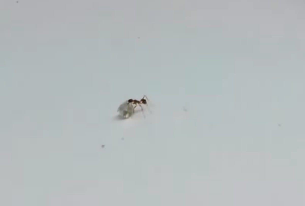 The worlds richest ant stole Diamond