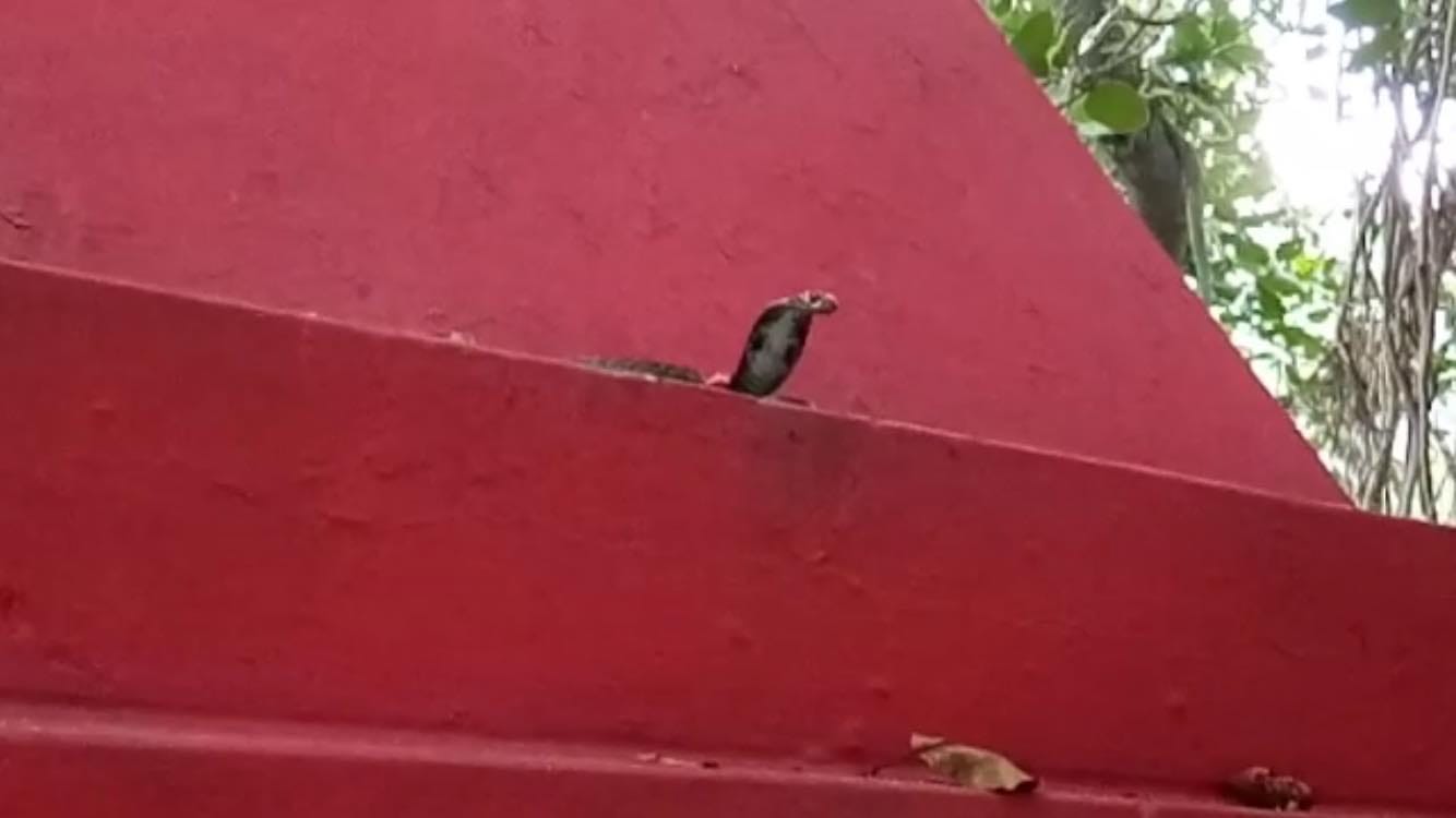 viper in this temple from sawan last monday people called sheshnaag