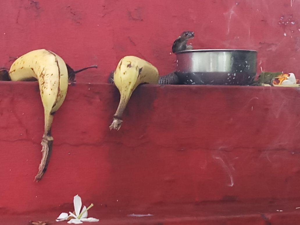 viper in this temple from sawan last monday people called sheshnaag