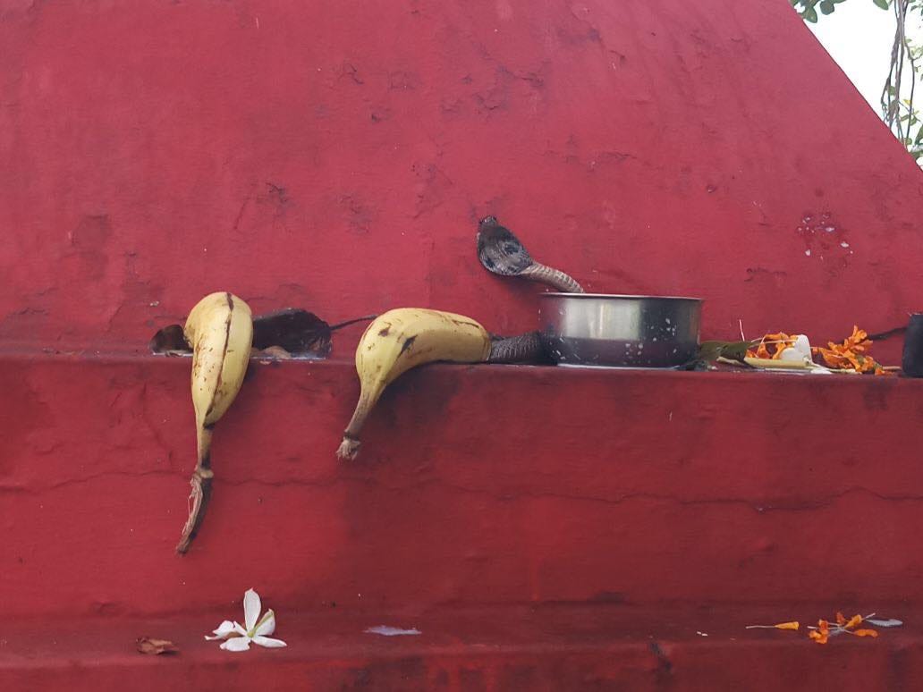 viper in this temple from sawan last monday people called sheshnaag