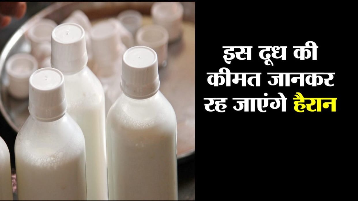 Amul launches camel milk in Gujrat