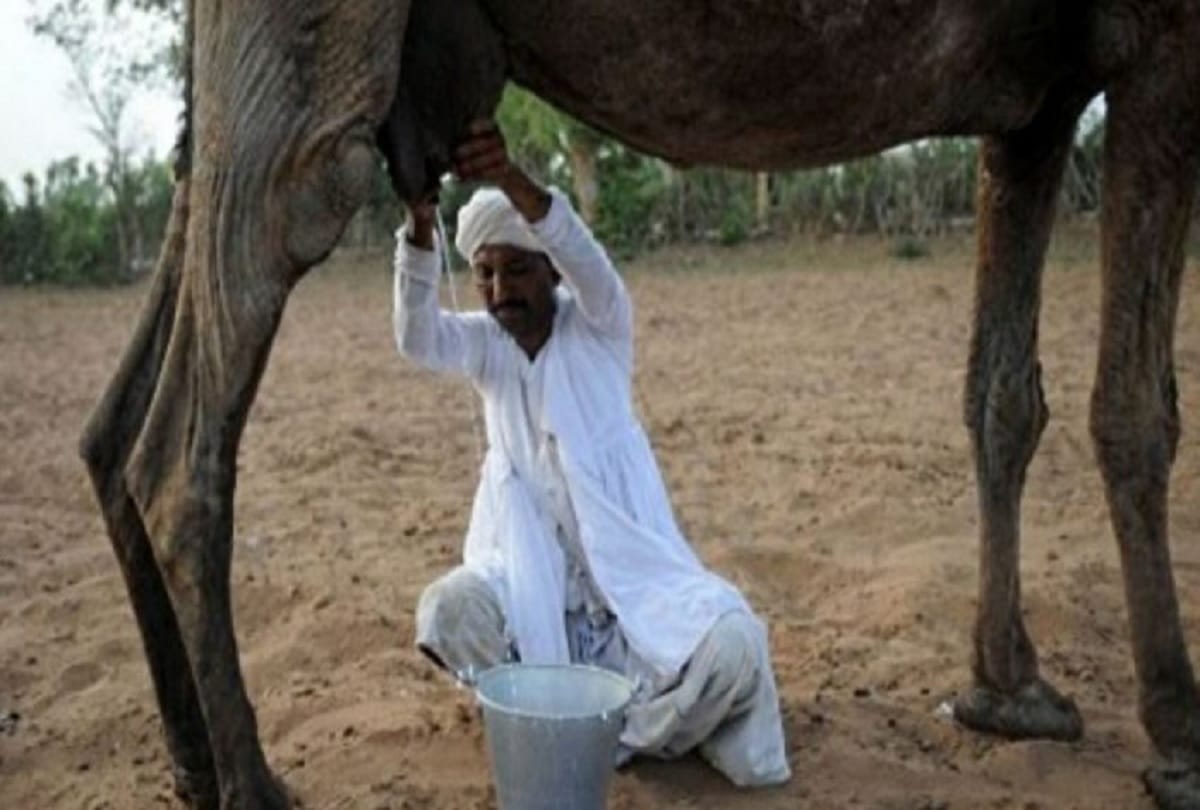 Camel milk powder will be available in the market soon