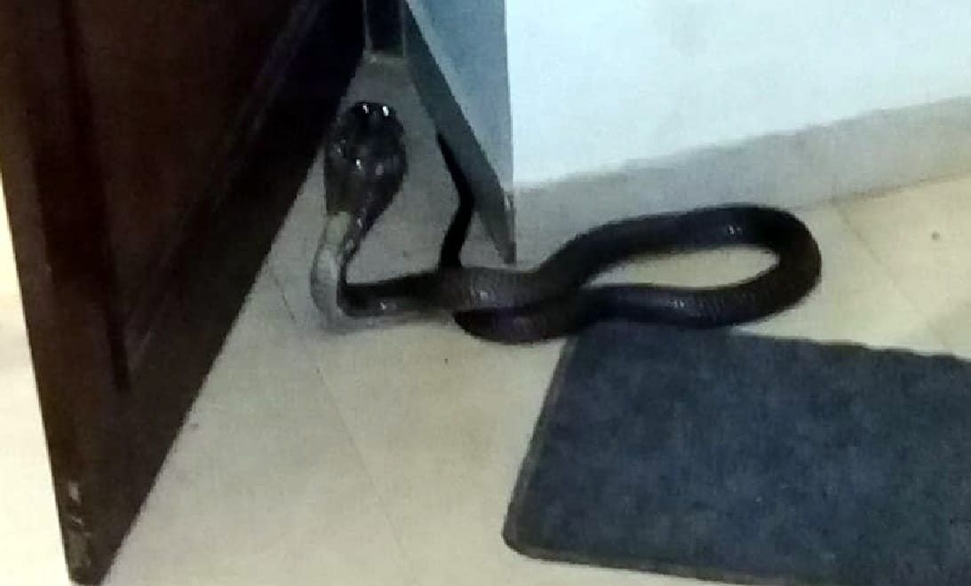 Cobra found in dharamshala room at midnight