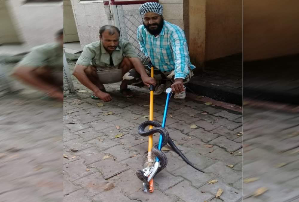 Cobra found in dharamshala room at midnight