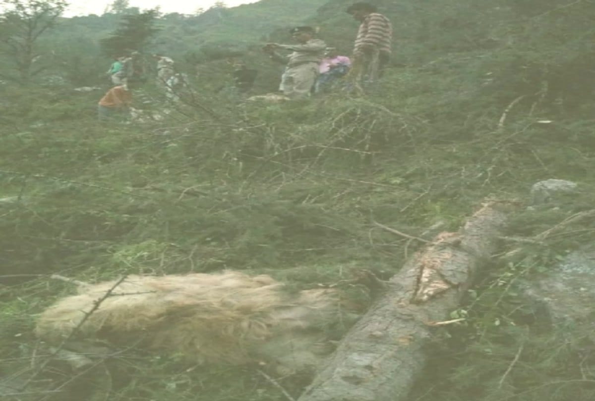 two died and 116 cattle Buried in massive landslide in himachal