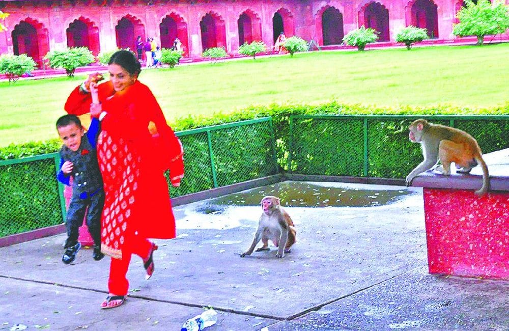 monkeys terror at taj mahal