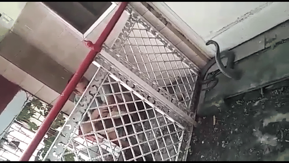 Cobra found in dharamshala room at midnight