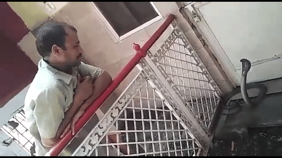 Cobra found in dharamshala room at midnight