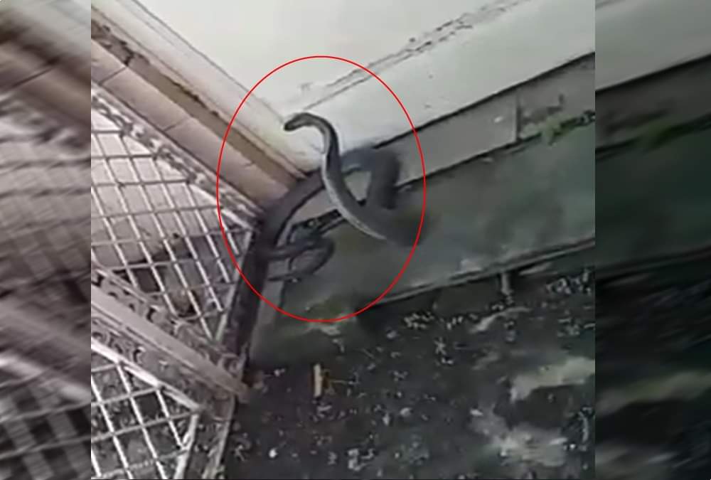 Cobra found in dharamshala room at midnight