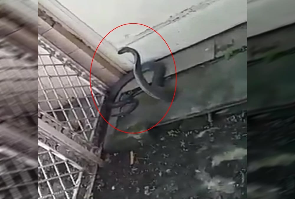 Cobra found in dharamshala room at midnight