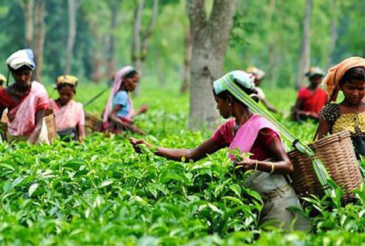 Tea Garden: Bangladeshi farmers started cultivating tea, Bangladesh could become a major supplier of tea to the world market