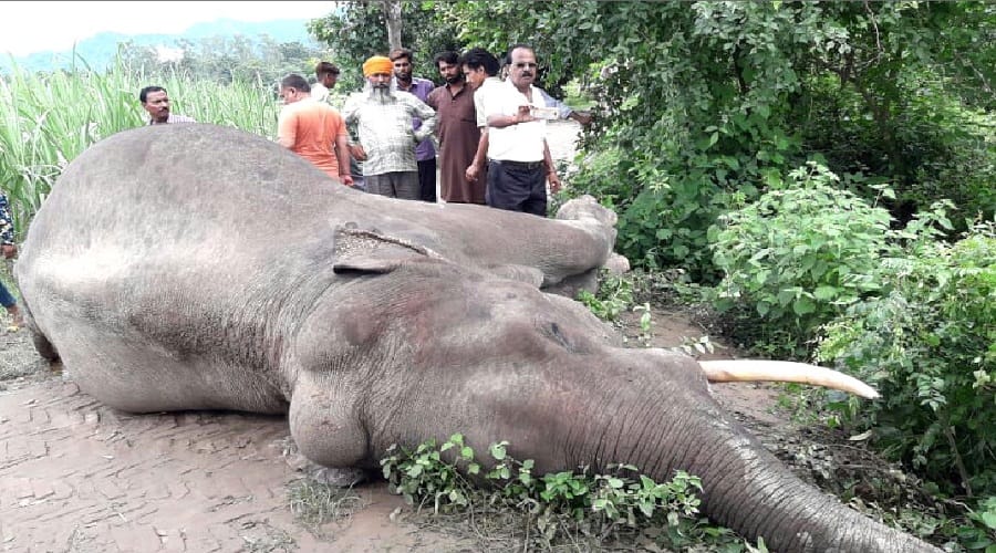Body of elephant found in the forest of Bijnor