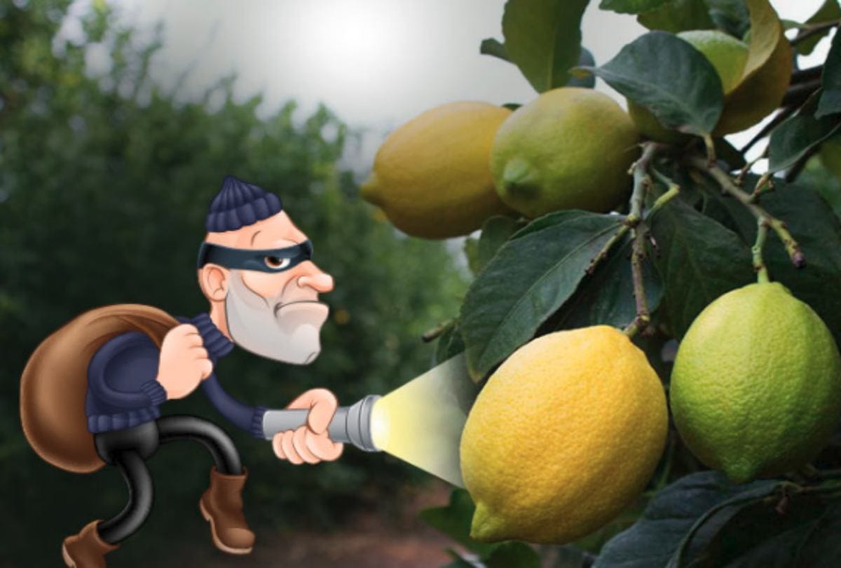 Man Steals 362 kilogram lemons at Riverside County in Los Angeles