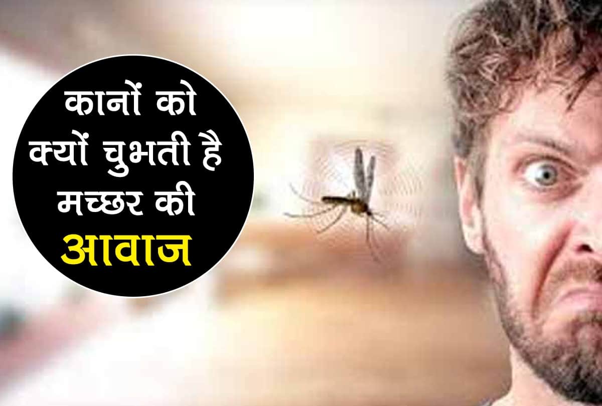 Why do mosquito buzzing is always be a irritating voice for the ears
