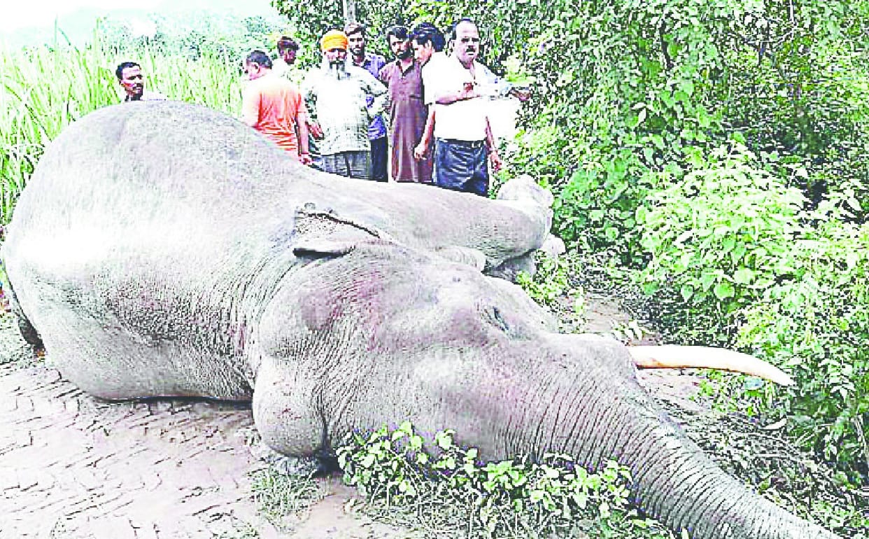 Body of the elephant found in village Malone, fear of murder