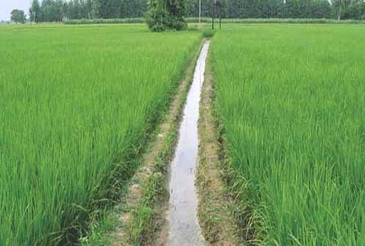 These 5 remedies must be avoided to avoid the side effects of chemical fertilizers and to be healthy
