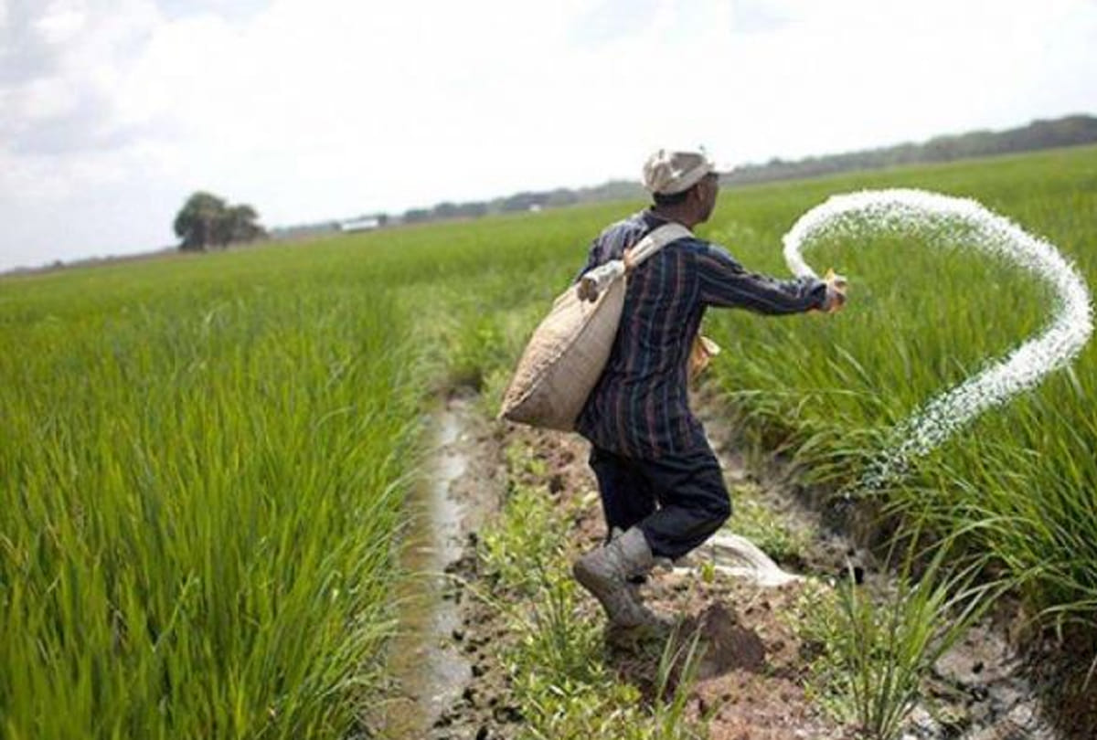 These 5 remedies must be avoided to avoid the side effects of chemical fertilizers and to be healthy