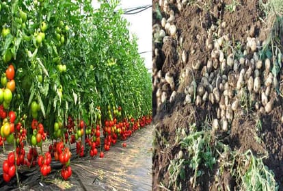 Farmer of Kanpur developed new technique of farming