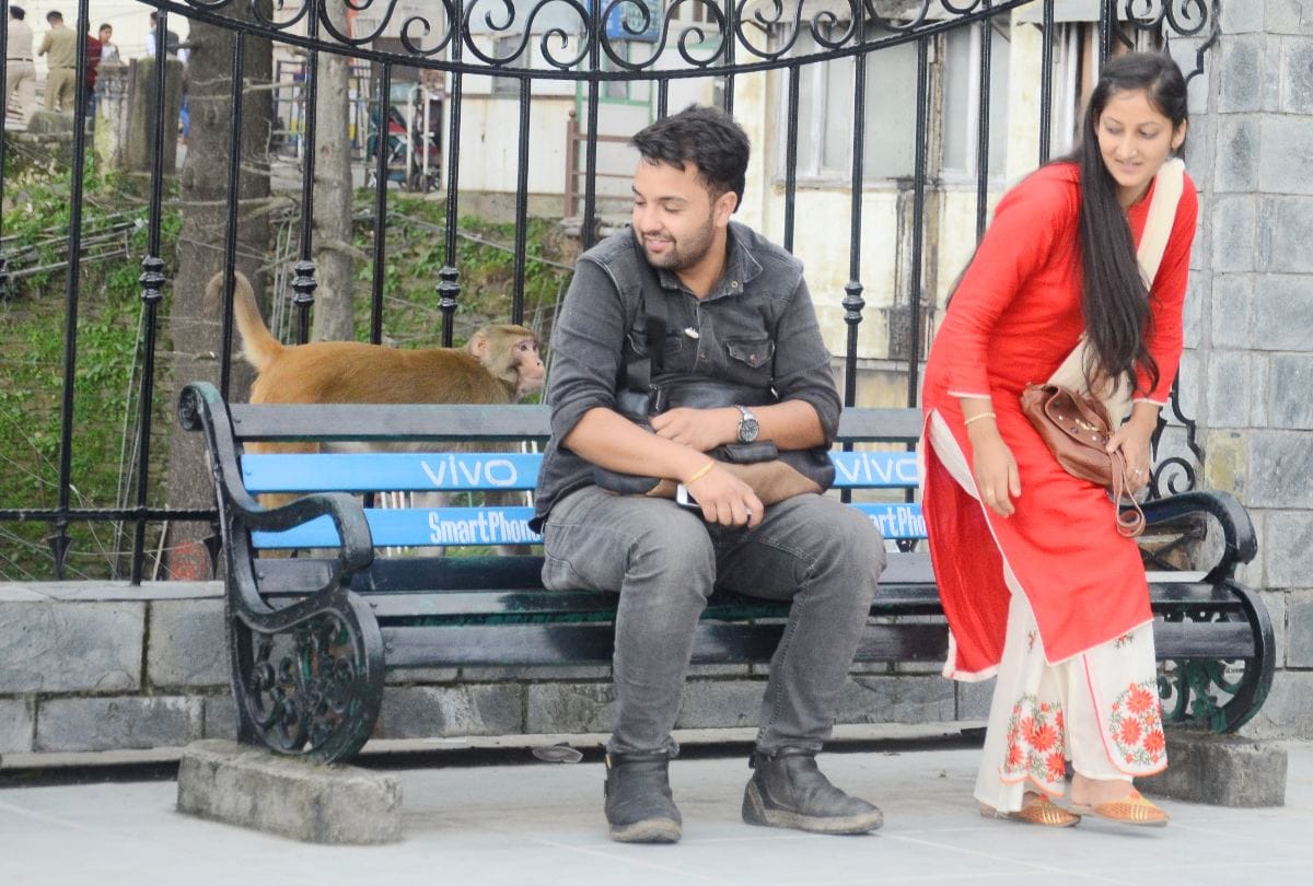 Monkey injured 2315 people in 14 years in Himachal Pradesh
