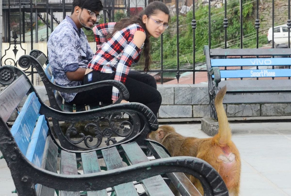 एमसी और विभाग में झूल गया बंदरों का मामला