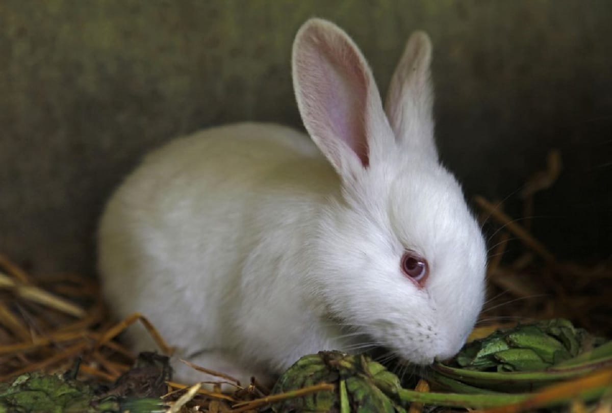 peta asked Why do rabbits sacrifice to become a doctor