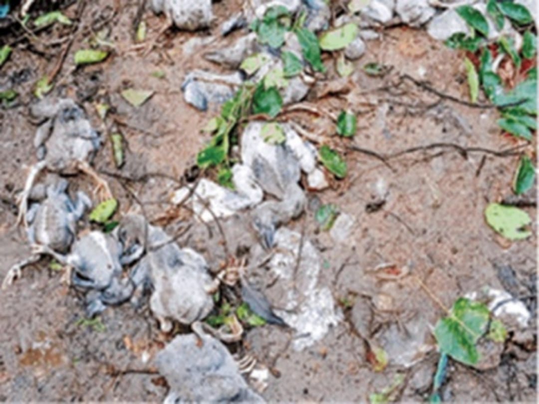Know how one tree kills 60 foreign birds in Chhattisgarh