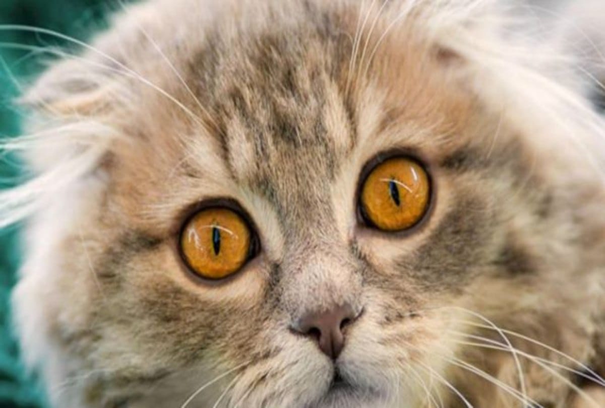 cat teared dead body in government hospital in coimbatore
