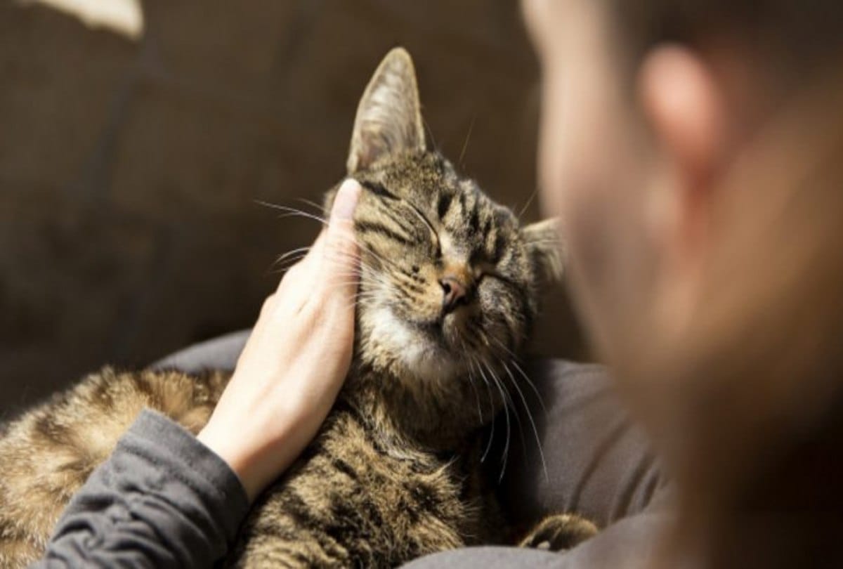 Cats are going to be banned in this village at New Zealand