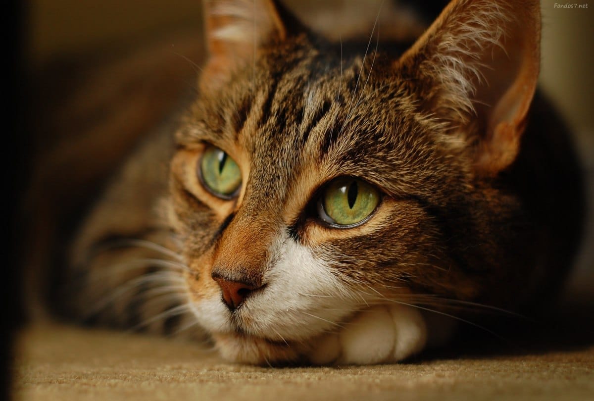 Cats are going to be banned in this village at New Zealand