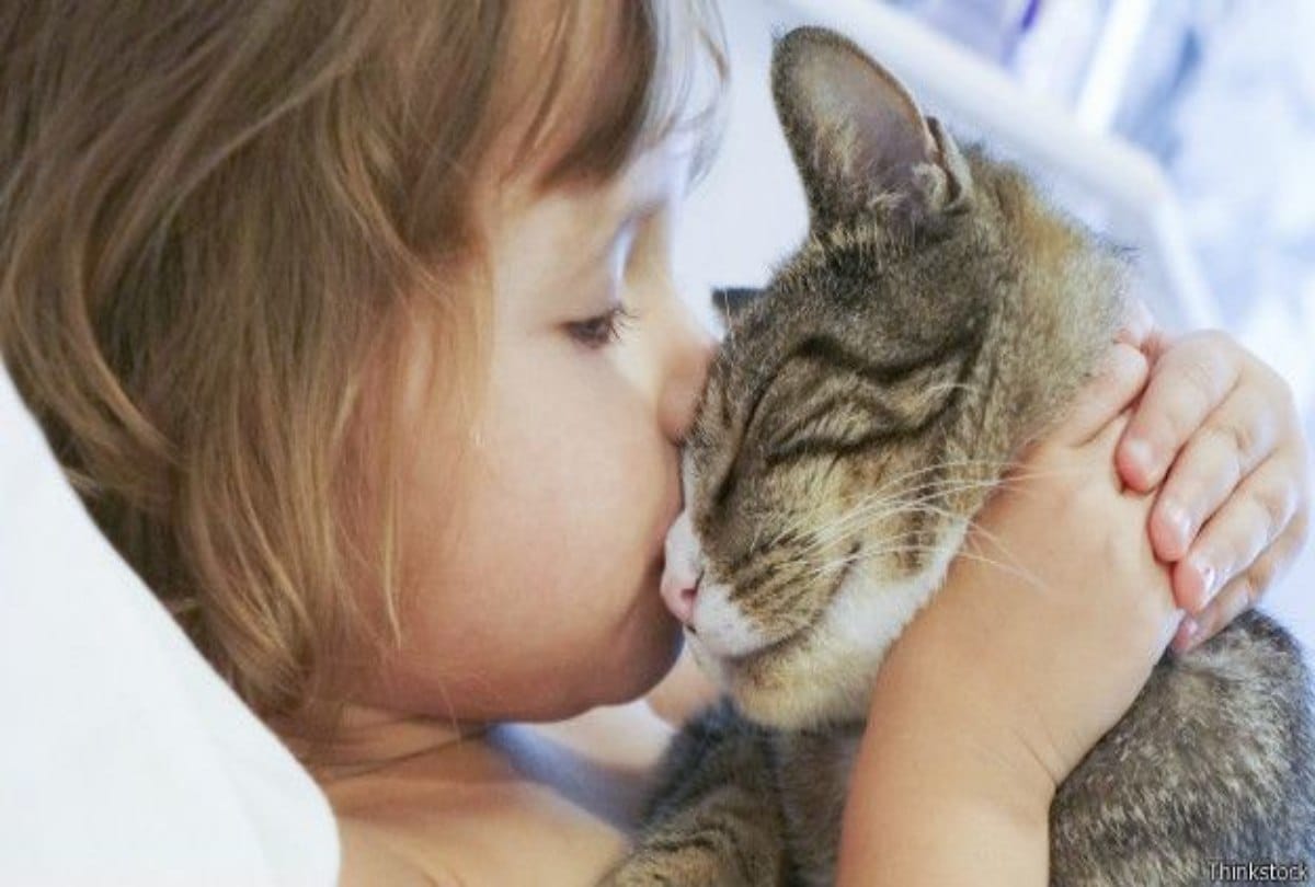 Cats are going to be banned in this village at New Zealand