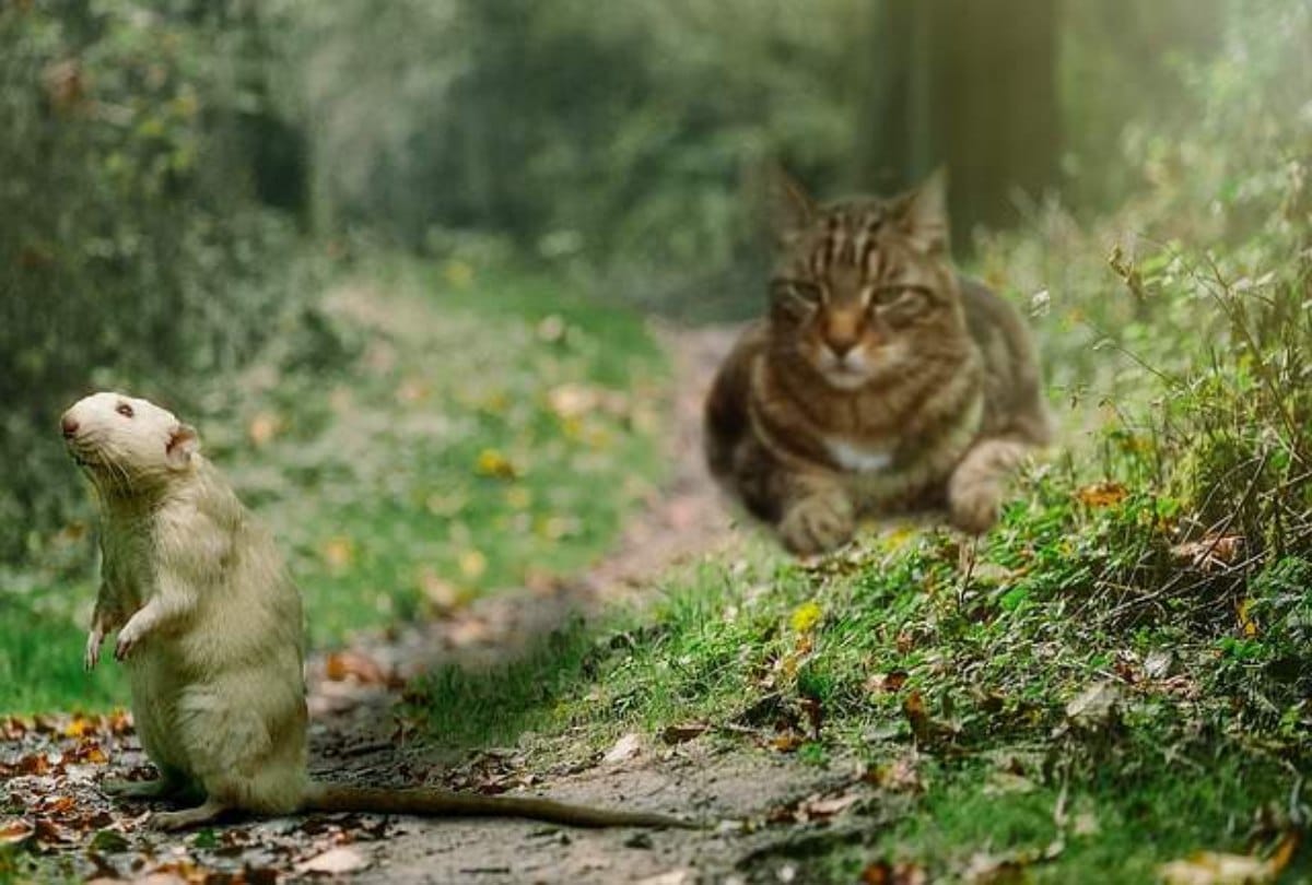 Cats are going to be banned in this village at New Zealand